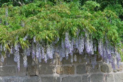 Wisteria floribunda - visterie květnantá - kvetoucí habitus liány